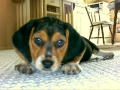 CadyCloseUp.JPG