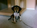 BeagleGreetingCard.JPG