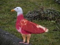 Meatgull.jpg