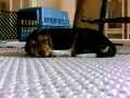 Cady-Snooze-Left.JPG